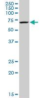 Anti-MPP2 Rabbit Polyclonal Antibody