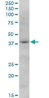 Anti-FBXO28 Mouse Polyclonal Antibody