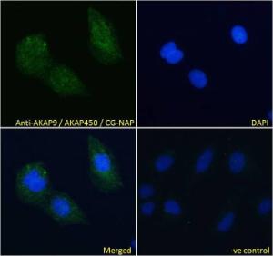 Anti-AKAP9 Antibody (A83483) Immunofluorescence analysis of paraformaldehyde fixed U2OS cells, permeabilized with 0.15% Triton. Primary incubation 1hr (10µg/ml) followed by Alexa Fluor 488 secondary antibody (4µg/ml), showing cytoplasmic staining.