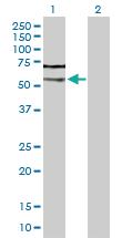 Anti-CASP2 Rabbit Polyclonal Antibody