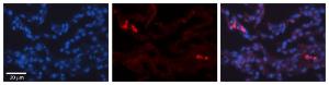 Anti-TRIB1 Rabbit Polyclonal Antibody