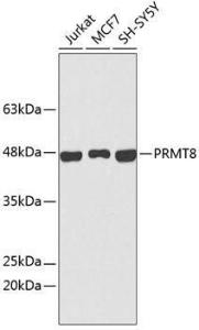 Western blot analysis of extracts of various cell lines, using Anti-PRMT8 Antibody (A9037). The secondary antibody was Goat Anti-Rabbit IgG H&L Antibody (HRP) at 1:10,000 dilution. Lysates/proteins were present at 25µg per lane. The blocking buffer used was 3% non-fat dry milk in TBST.