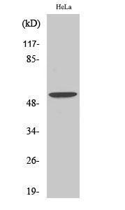 Western blot analysis of various cells using Anti-BMP-3 Antibody