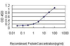 Anti-GABPA Mouse Monoclonal Antibody [clone: 4B8-G6]