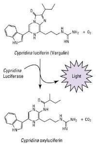 Cypridina luciferase flash assay kit, Pierce™