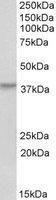 Anti-HOXA10 Antibody (A85150) (0.2 µg/ml) staining of Human Skeletal Muscle lysate (35 µg protein in RIPA buffer). Detected by chemiluminescence