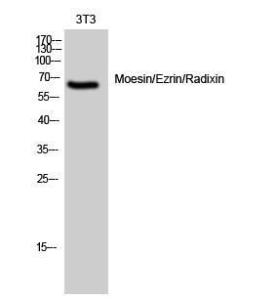 Western blot analysis of 3T3 cells using Anti-Moesin Antibody