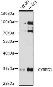 Western blot analysis of extracts of various cell lines, using Anti-Cytochrome b reductase 1 / DCYTB Antibody (A93205) at 1:1,000 dilution. The secondary antibody was Goat Anti-Rabbit IgG H&L Antibody (HRP) at 1:10,000 dilution.