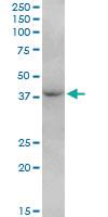 Anti-FBXO28 Mouse Polyclonal Antibody