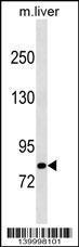 Anti-CBLB Rabbit Polyclonal Antibody (APC (Allophycocyanin))