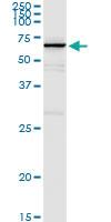 Anti-MPP2 Rabbit Polyclonal Antibody