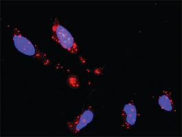 Anti-MAPK14 + DUSP1 Antibody Pair