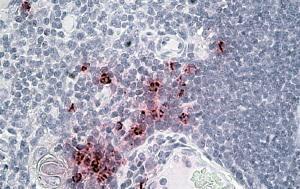 Anti-DEFA1/3 Antibody (A83486) (3.8µg/ml) staining of paraffin embedded Human Thymus. Steamed antigen retrieval with citrate buffer pH 6, AP-staining.