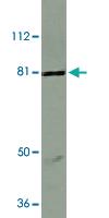 Anti-IKBKE Rabbit Polyclonal Antibody