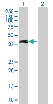 Anti-TEKT1 Mouse Polyclonal Antibody