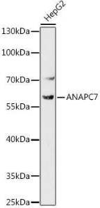 Western blot analysis of extracts of HepG2 cells, using Anti-Apc7 Antibody (A306236) at 1:1,000 dilution The secondary antibody was Goat Anti-Rabbit IgG H&L Antibody (HRP) at 1:10,000 dilution Lysates/proteins were present at 25 µg per lane