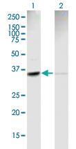 Anti-ACTR2 Mouse Polyclonal Antibody