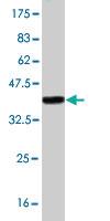 Anti-PRDM4 Mouse Monoclonal Antibody [clone: 1F6]