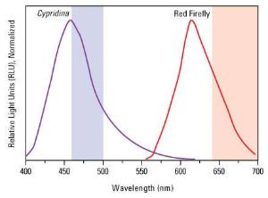 Pierce™ Cypridina-Firefly Luciferase Dual Assay Kit