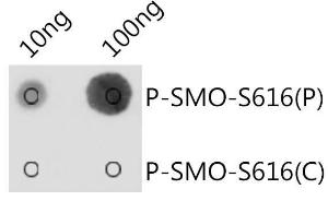 Dot blot analysis of a mixture of peptides using Anti-Smoothened (phospho Ser616) Antibody (A309129) at a 1:1000 dilution. Exposure time: 1s