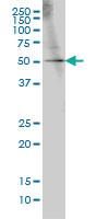 Anti-GABPA Mouse Monoclonal Antibody [clone: 1D6]