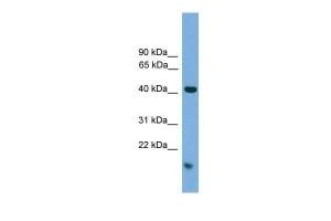 Anti-MAPK1 Rabbit Polyclonal Antibody