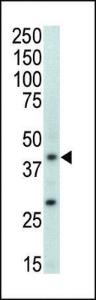 Anti-MAP Kinase p38, beta Rabbit Polyclonal Antibody (PE (Phycoerythrin))