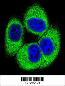 Anti-TSSK4 Rabbit Polyclonal Antibody (FITC (Fluorescein Isothiocyanate))