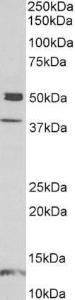 Anti-NPTX1 Antibody (A85153) (1 µg/ml) staining of Human Frontal Cortex lysate (35 µg protein in RIPA buffer). Primary incubation was 1 hour. Detected by chemilu minescence