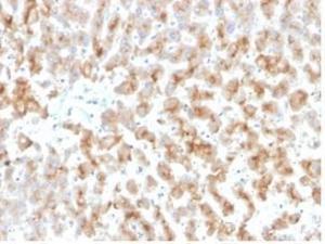 Immunohistochemical analysis of formalin-fixed, paraffin-embedded human liver tissue using Anti-Apolipoprotein D Antibody [APOD/3415]