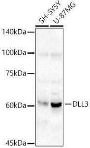 Anti-DLL3 Rabbit Polyclonal Antibody