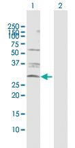 Anti-CASP3 Rabbit Polyclonal Antibody