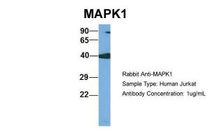 Anti-MAPK1 Rabbit Polyclonal Antibody