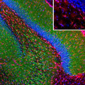 Immunofluorescent analysis of rat hippocampus section stained using Anti-GFAP Antibody [3E10] (A270551), at a dilution of 1:500, in re