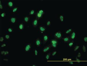 Anti-GABPA Mouse Monoclonal Antibody [clone: 1D6]