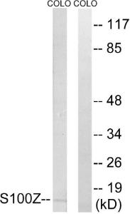 Antibody anti-S100Z A100777-100 100 µg