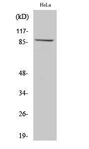 Western blot analysis of various cells using Anti-MLTK Antibody