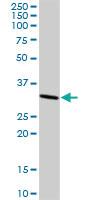 Anti-CASP3 Rabbit Polyclonal Antibody