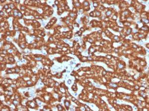 Antibody anti-HSP60 LK2 bsid 100 µg