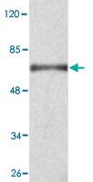 Anti-KDM3A Mouse Monoclonal Antibody