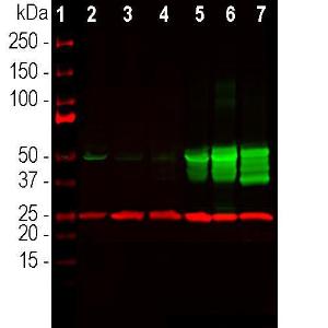 Western blot analysis of equal amount of total proteins from different cell and tissu