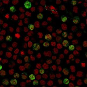 Immunofluorescent analysis of paraformaldehyde fixed Raji cells stained with Anti-BOB1 Antibody [BOB1/2424] followed by Goat Anti-Mouse IgG (CFand#174; 488) (Green). Nuclei are stained with RedDot