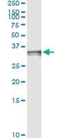 Anti-CASP3 Rabbit Polyclonal Antibody