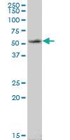 Anti-ASB6 Mouse Polyclonal Antibody