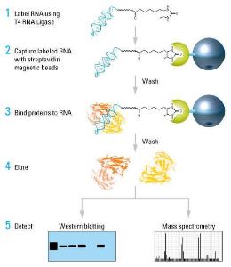 Magnetic RNA-protein pull-down kit, Pierce™