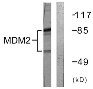 Western blot analysis of lysates from COS7 cells using Anti-MDM2 Antibody. The right hand lane represents a negative control, where the antibody is blocked by the immunising peptide.