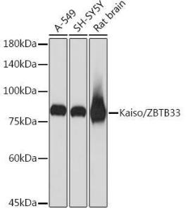 Western blot analysis of extracts of various cell lines, using Anti-Kaiso Antibody [ARC2086] (A306238) at 1:1,000 dilution