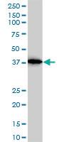 Anti-ACTR2 Mouse Monoclonal Antibody [clone: 1B10-C4]