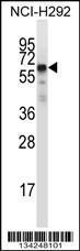 Anti-GFRA2 Rabbit Polyclonal Antibody