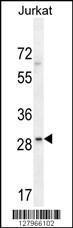 Anti-LRRC25 Rabbit Polyclonal Antibody (PE (Phycoerythrin))